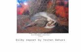 Bilby report by Yeshen