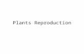 Plants reproduction process