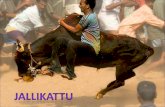 Jallikattu Bullfight Of South India Old.