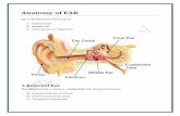 Anatomy of Ear | SurgicoMed.com