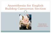 Bull dog caesarian anaesthesia