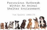 Parvvovirus ts presentation corrected