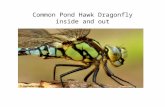 Common pond hawk dragonfly presentation slide