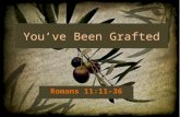 Youve Been Grafted - Romans 11:11-36