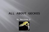 All about geckos