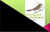 Frog & nightingale