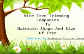 Hire tree trimming companies to maintain shape and size of tree