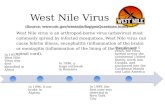 GenBank: West Nile Virus collaboration network overview
