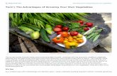 YUM | The Advantages of Growing your own Vegetables