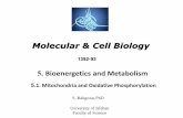 8. mitochondria - cell biology