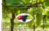 Genetic Variation & Intercultural Management of Grape