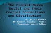 The cranial nerve nuclei and their central connections