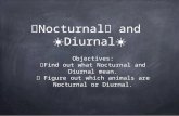 Nocternal Diurnal
