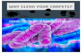 Why Clean Your Carpets