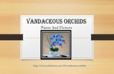 Vandaceous orchids