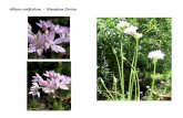 Allium unifolium   web show