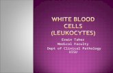 White Blood Cells (Leucocytes)