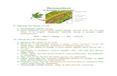 Overview Photosynthesis