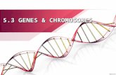 5.3 Genes and Chromosomes