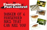 Dangerous household bugs