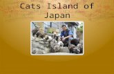 Cats Island of Japon 2