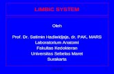 Power Point Limbic System