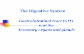 6th a Pre Lab Digestive System Git