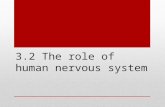 3.2 the Role of Human Nervous System