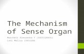 The Mechanism of Sense Organ