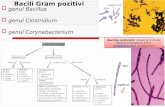 Bacili Gram Pozitivi II 2