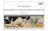 Fungal Vision