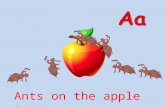 Ants on the Apple EK 2