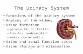Anp2001 Week 4 Urinary Syst