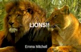 Emma's Passion Project on lions