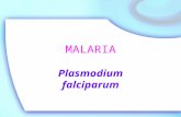 Prak.Falciparum+vivax slide berjalan.PPT