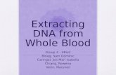 DNA Extraction Whole Blood