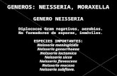 Clase Neisseria-MoraX