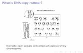 What is DNA Copy Number