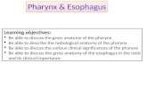 2.A. Pharynx, esophagus (39).pptx
