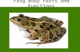 Frogs: Body Parts and Functions