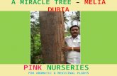 A Miracle Tree – Melia Dubia - PPT Presentation