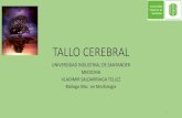 TALLO CEREBRAL-MED-UIS -VST.pdf