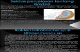 Bakteri Nitrobacter & Nitrosomonas ( MIKROBIOLOGI INDUSTRI )