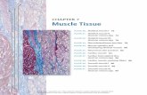 histo muscle tissue