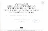 Atlas de Anatomia Topografica de Los Animales Domesticos (Peter Popesko) Tomo I