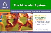 Chapter 6 - Muscular System