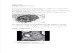 Histology NBME Review and Answers