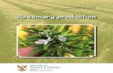 Rosemary Growing guide