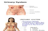Gross Anatomy Urinary System