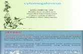 Cytomegalovirus New